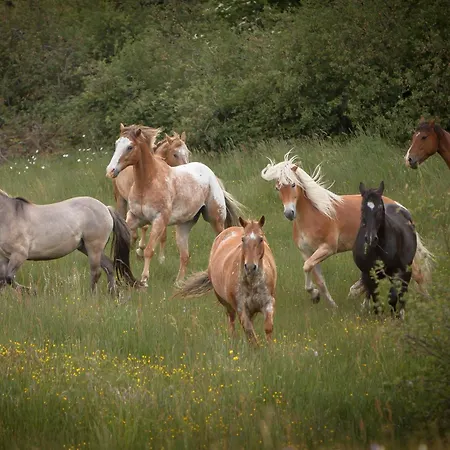Isolde Bonndorf im Schwarzwald