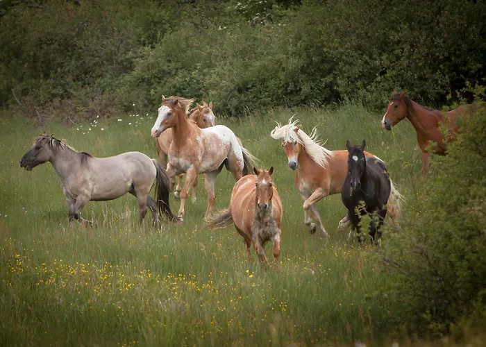 Isolde Bonndorf im Schwarzwald
